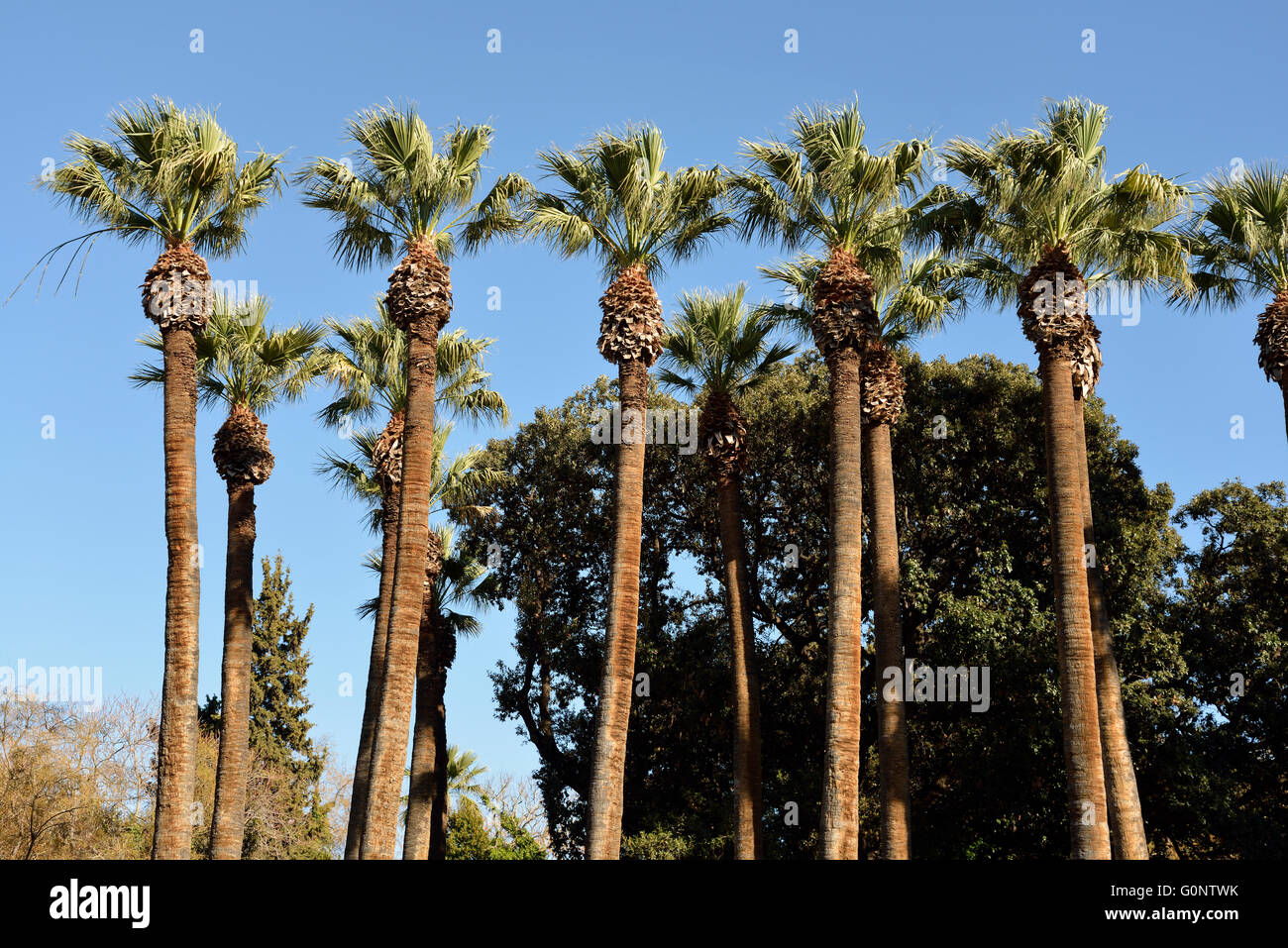 Greece national flower hires stock photography and images Alamy