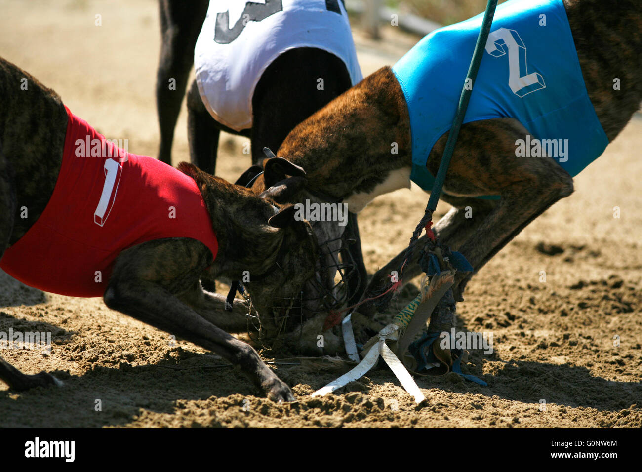 Purebred racing dogs at finish of the race Stock Photo - Alamy