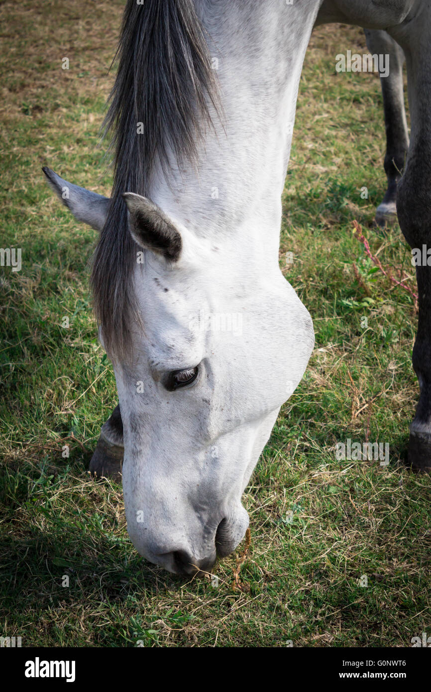Close up of horse head hires stock photography and images Alamy
