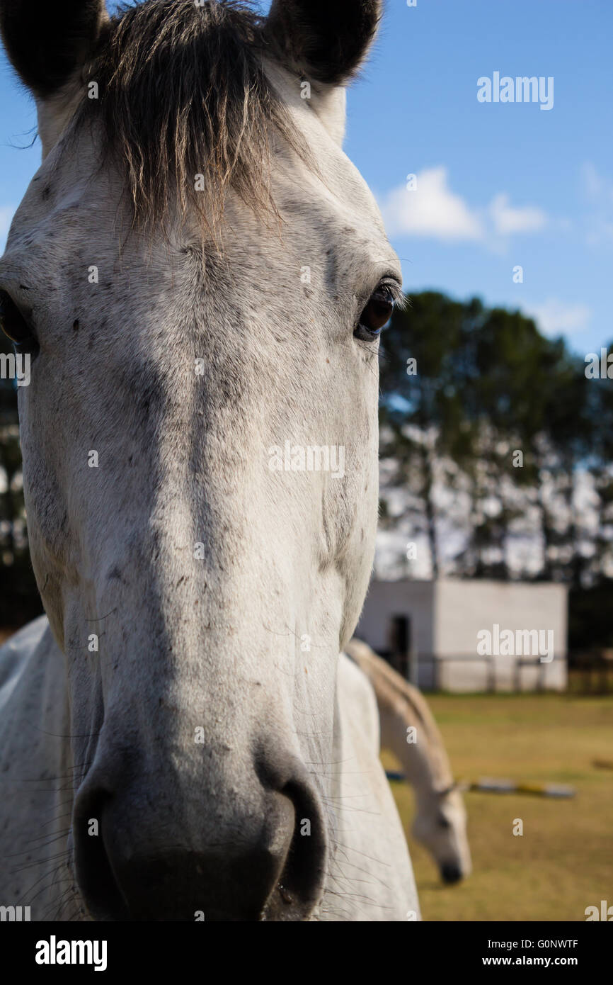 Horse face close up hi-res stock photography and images - Alamy