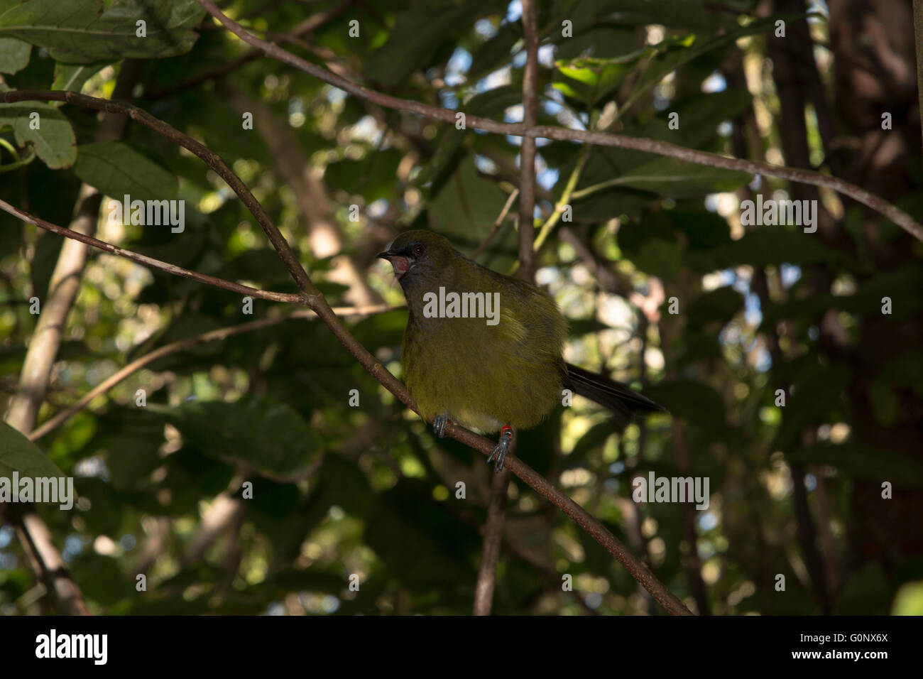 New Zealand Bellbird is a passerine bird in the honeyeater family and endemic to New Zealand. Stock Photo