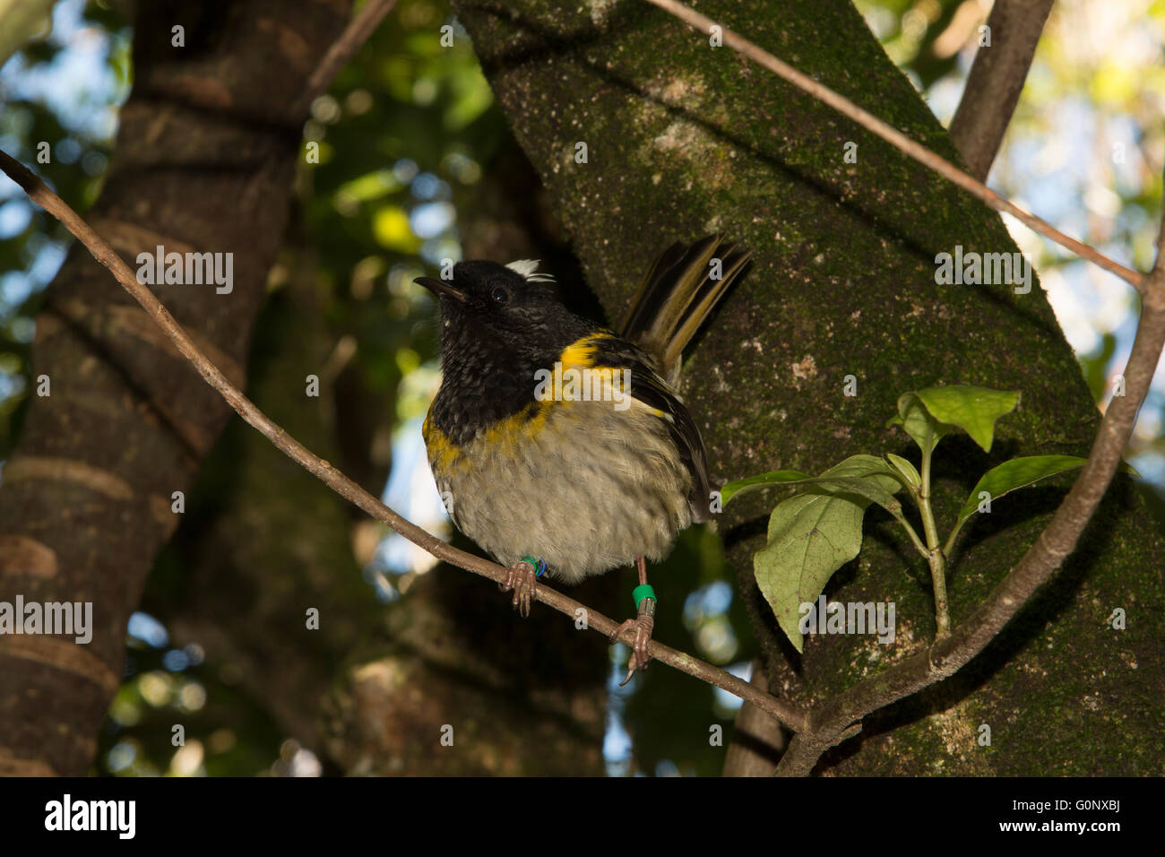 The stitchbird or hihi (Notiomystis cincta) is a rare passerine bird endemic to the North Island of New Zealand. Stock Photo
