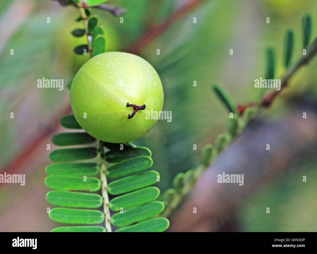 Indian gooseberry, Phyllanthus emblica, also called amla. An essential ...