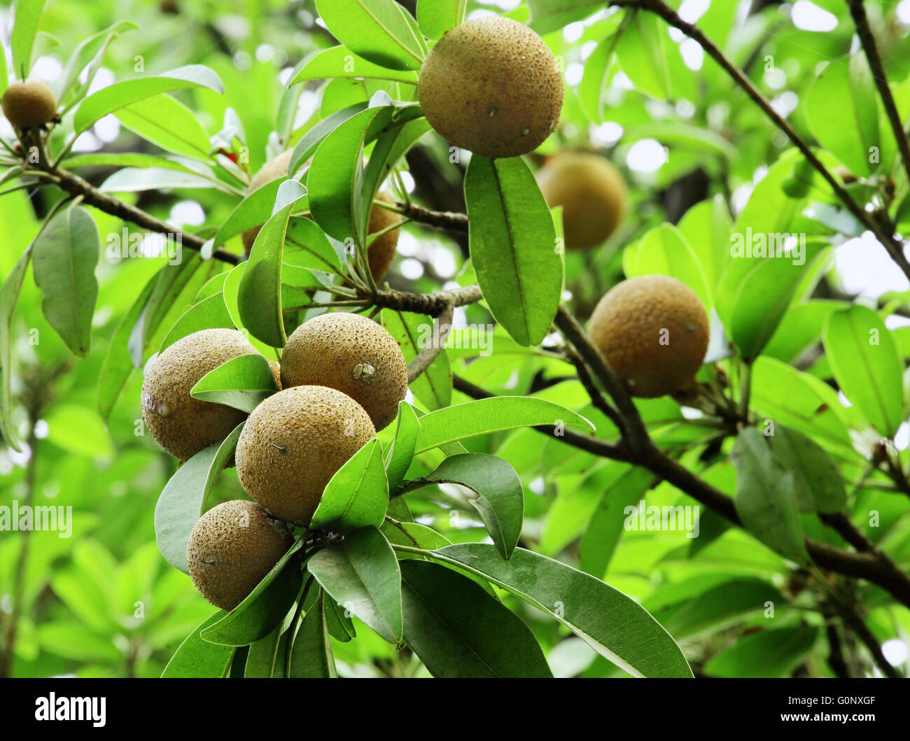 Ripening Sapodilla fruits in organic garden. Also known as Zapota, Chikkoo, Sapota. Tropical fruit with sweet and malty flavor. Stock Photo