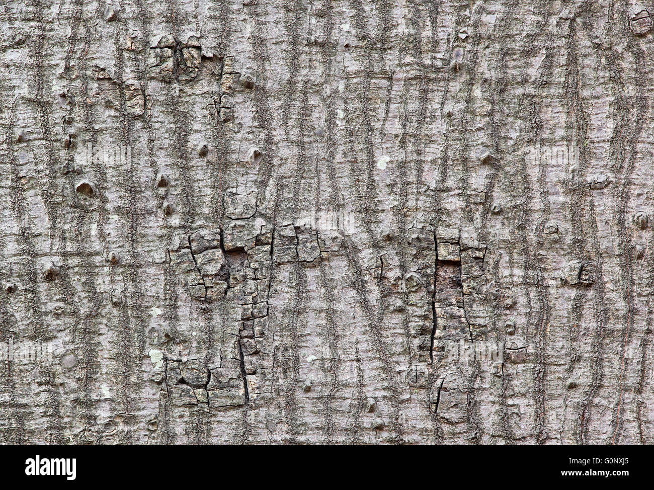 Close up of silk cotton tree bark showing the rough texture Stock Photo