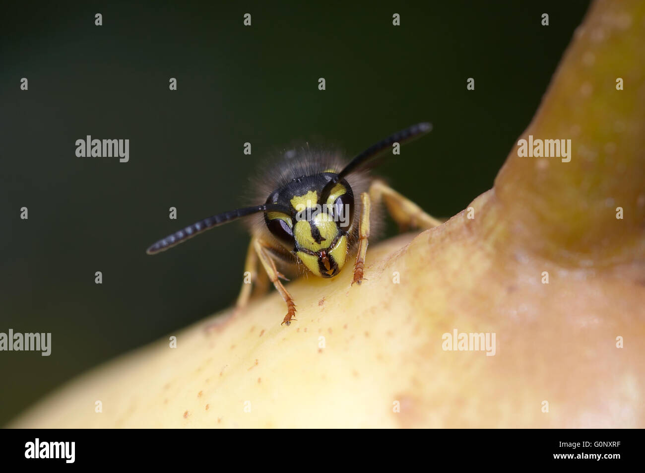 Detail of the yellow jacket - wasp Stock Photo