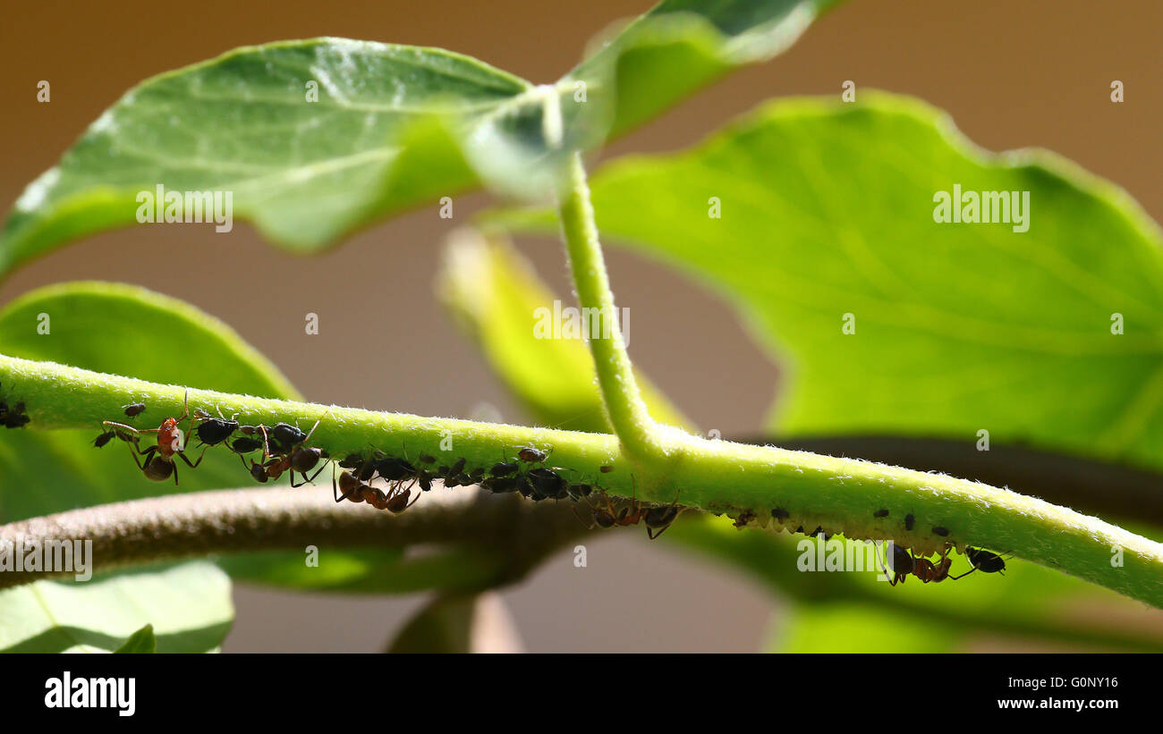 Ants feeding on crawling plant fleas Stock Photo
