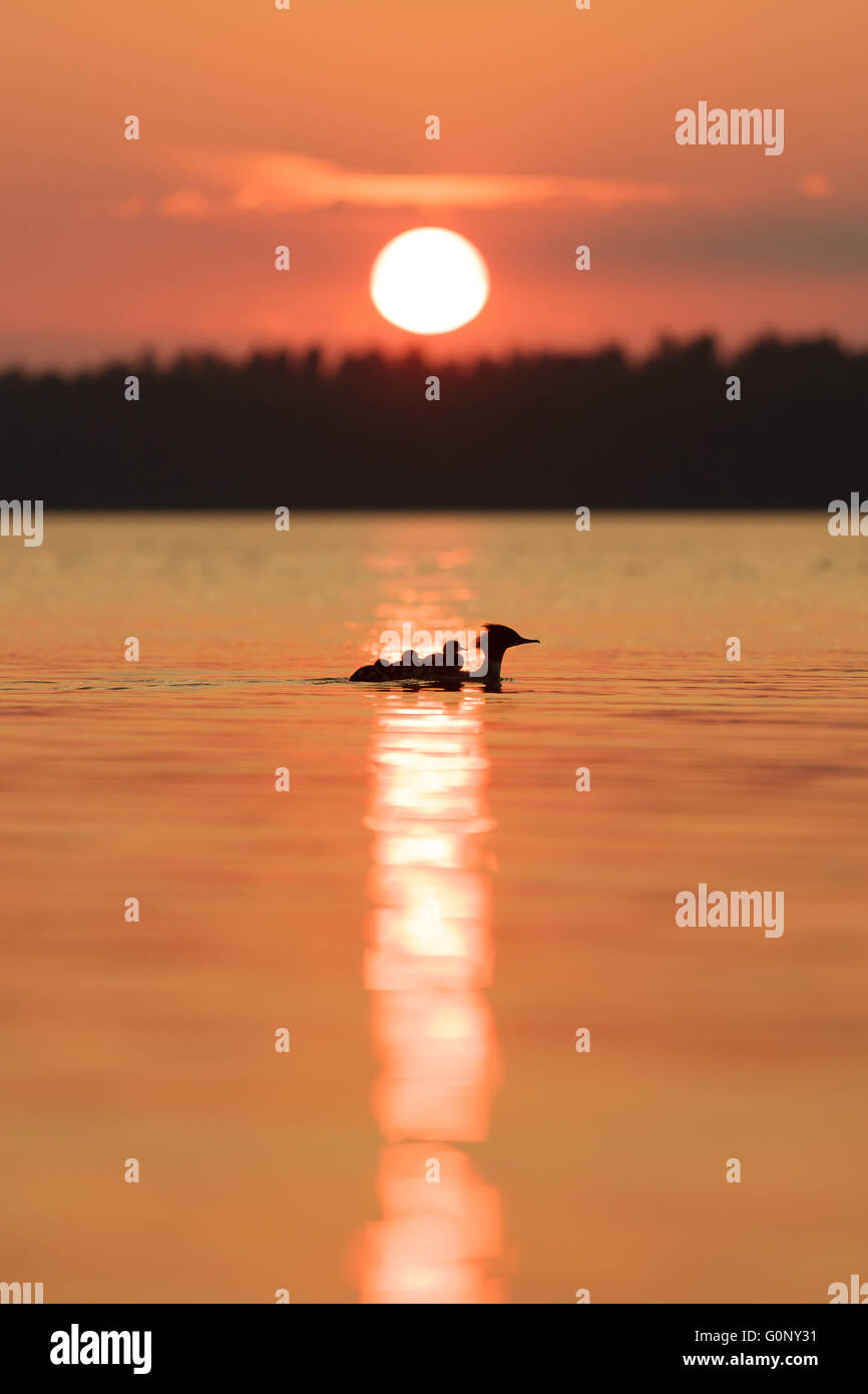 Mergus merganser swimming with baby duckling it the sunset Stock Photo ...