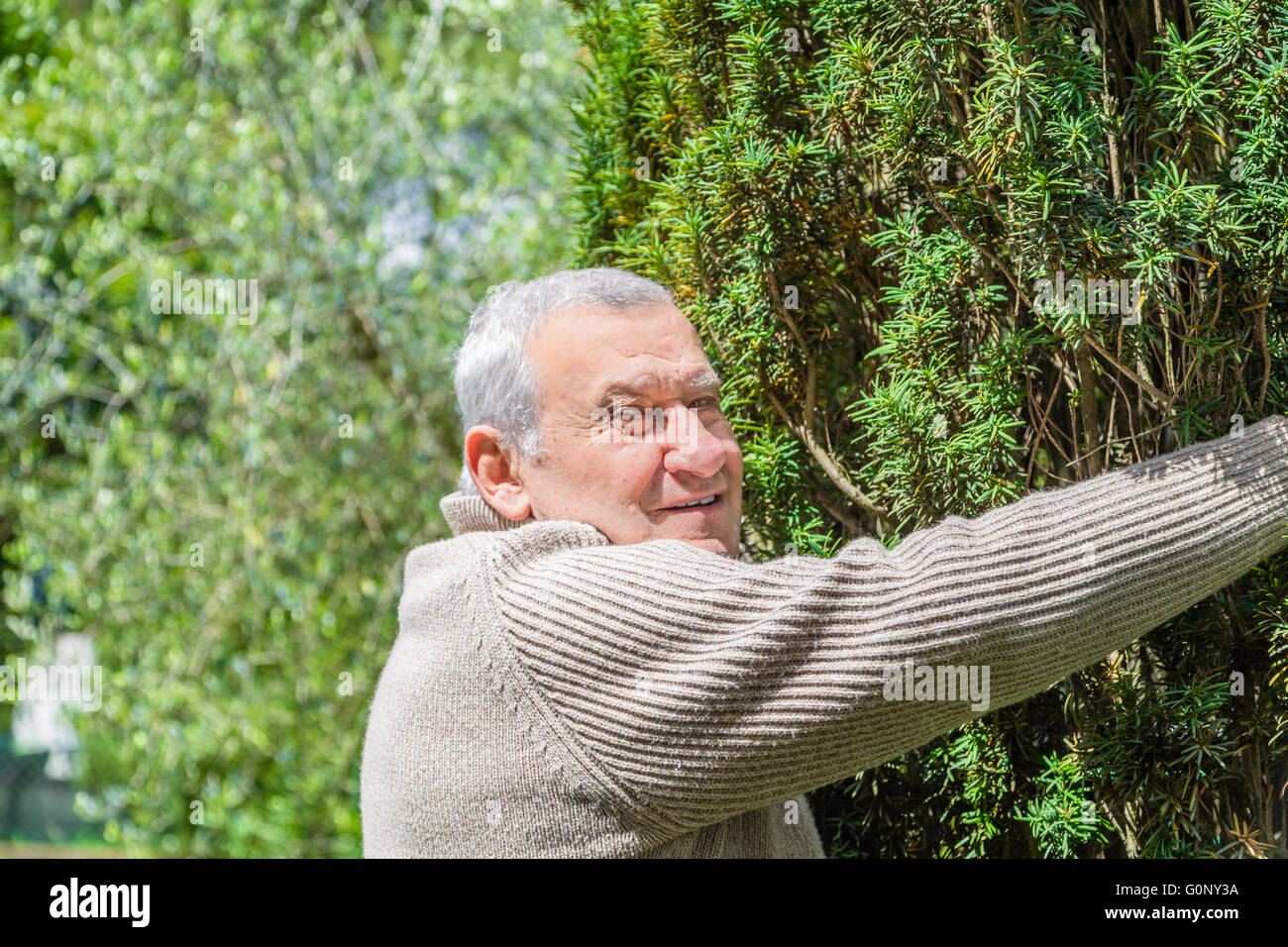 Elderly Caucasian in green garden embraces with affection a tall shrub Stock Photo