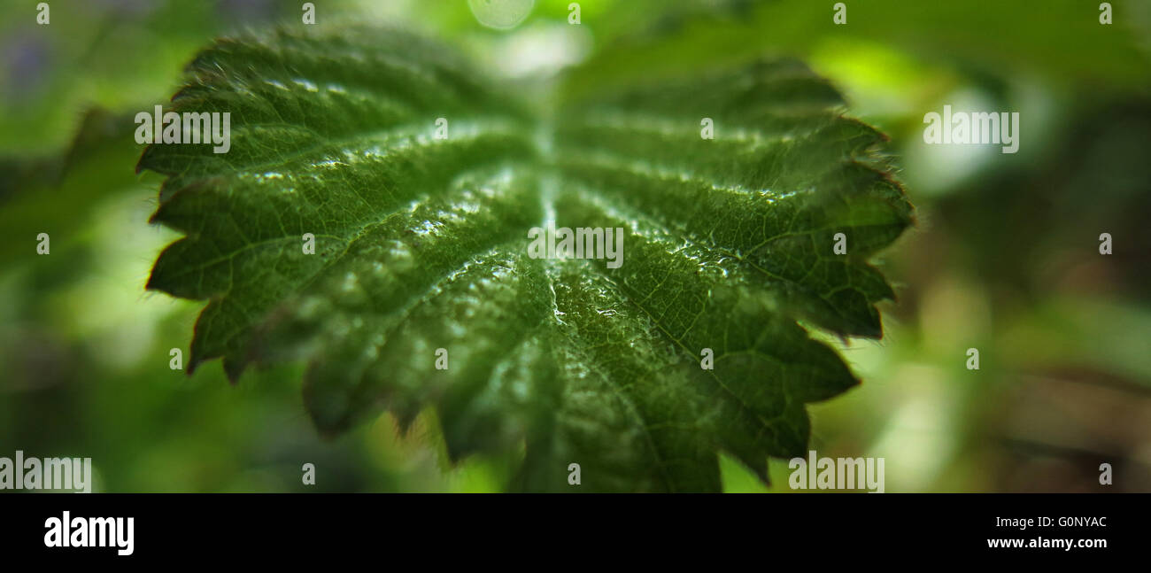 Leaf covered in dew hi-res stock photography and images - Alamy