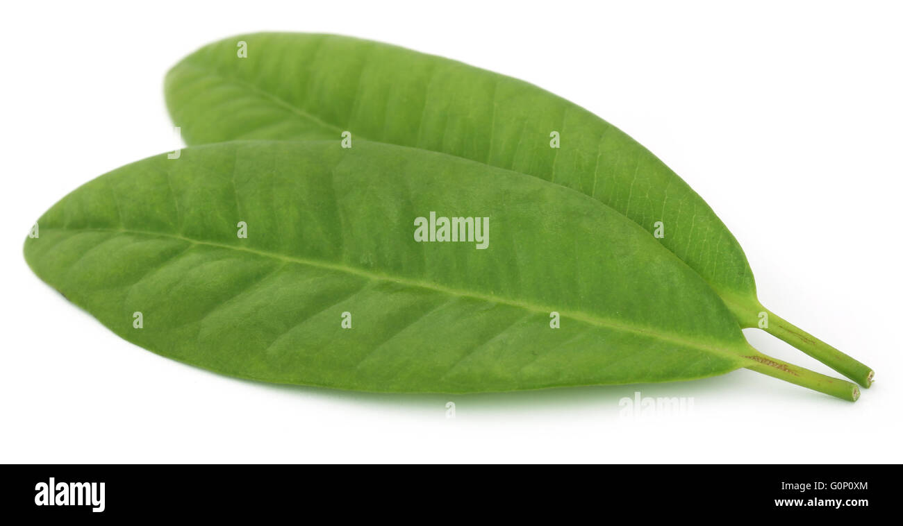Clove tree leaves hires stock photography and images Alamy