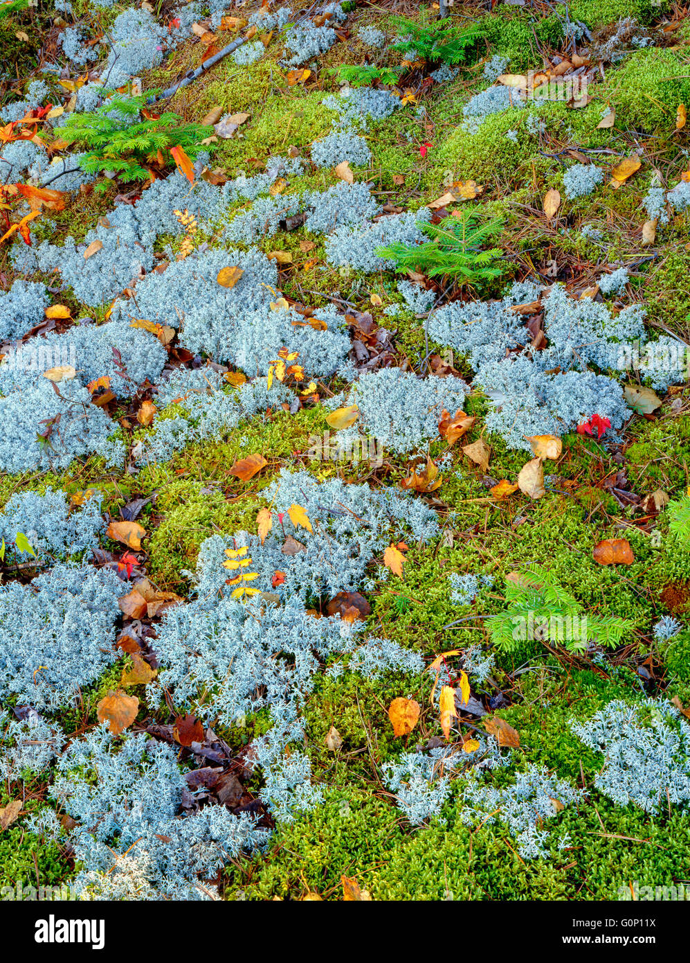 USA, Michigan, Pictured Rocks National Lakeshore, Groundcover scene with lichen, moss and Balsam fir saplings (Abies balsamea). Stock Photo