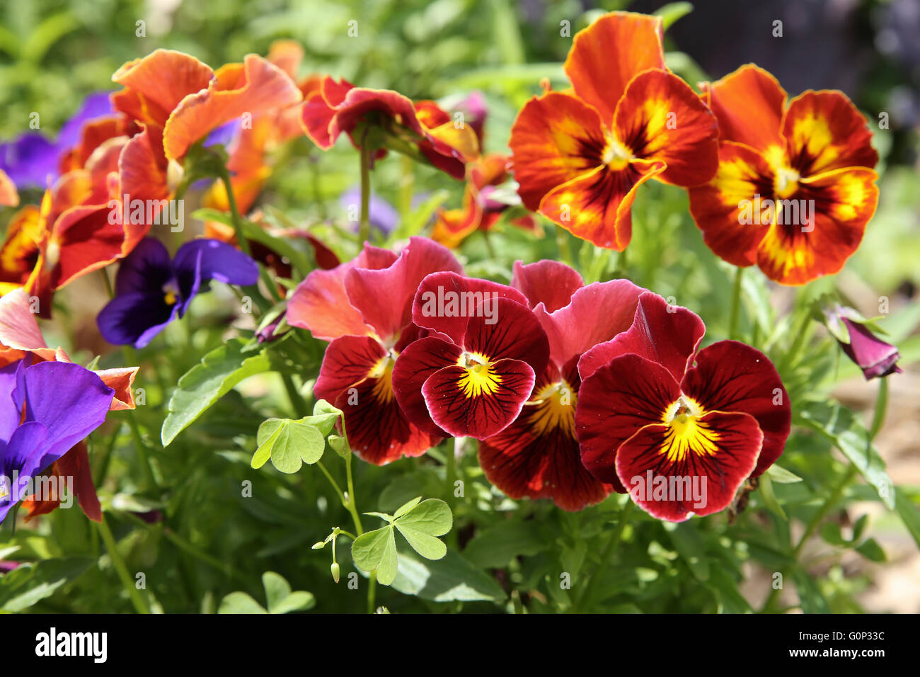 Mixed organic colorful pansy viola flowers in garden, selective focus Stock Photo