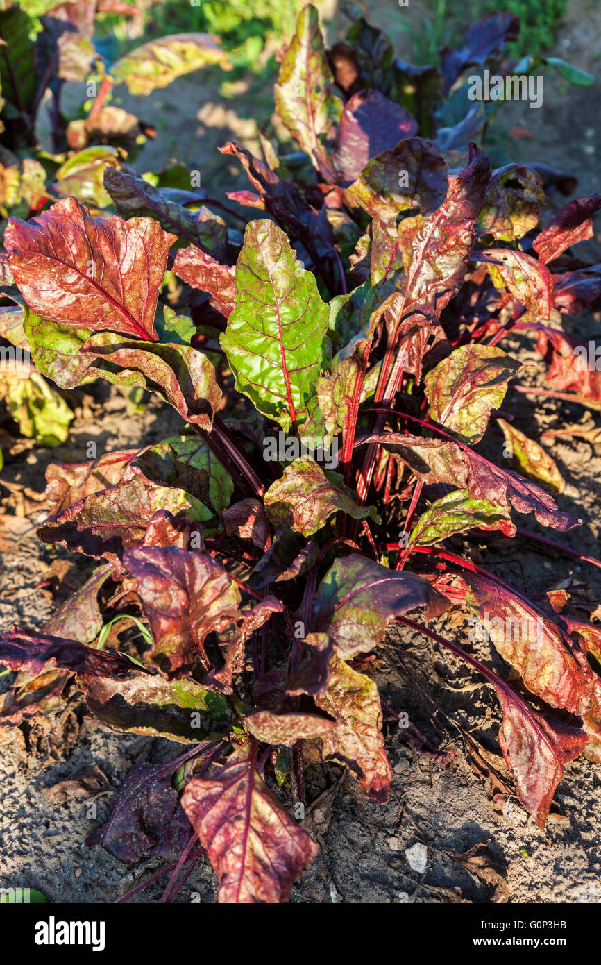 Beetroot growing ground hi-res stock photography and images - Alamy
