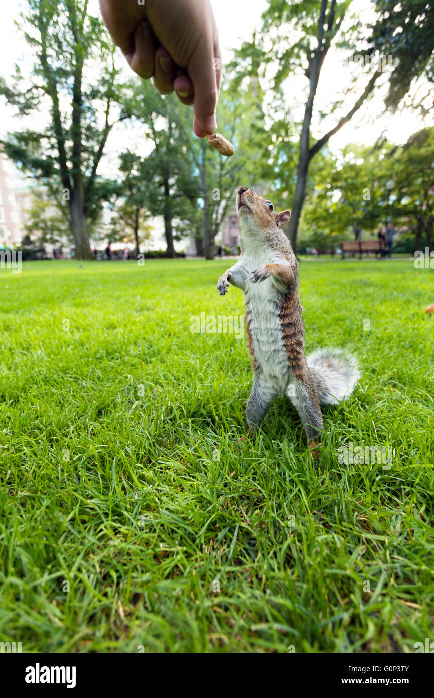 Feeding a wild squirrel a peanut in a public park located in Boston Massachusetts. Stock Photo
