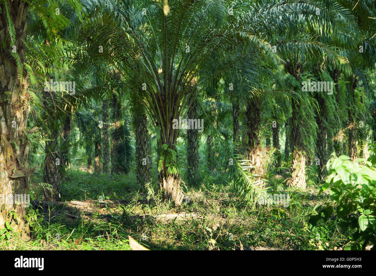 panorama view of nice misty tropical jungle Stock Photo - Alamy