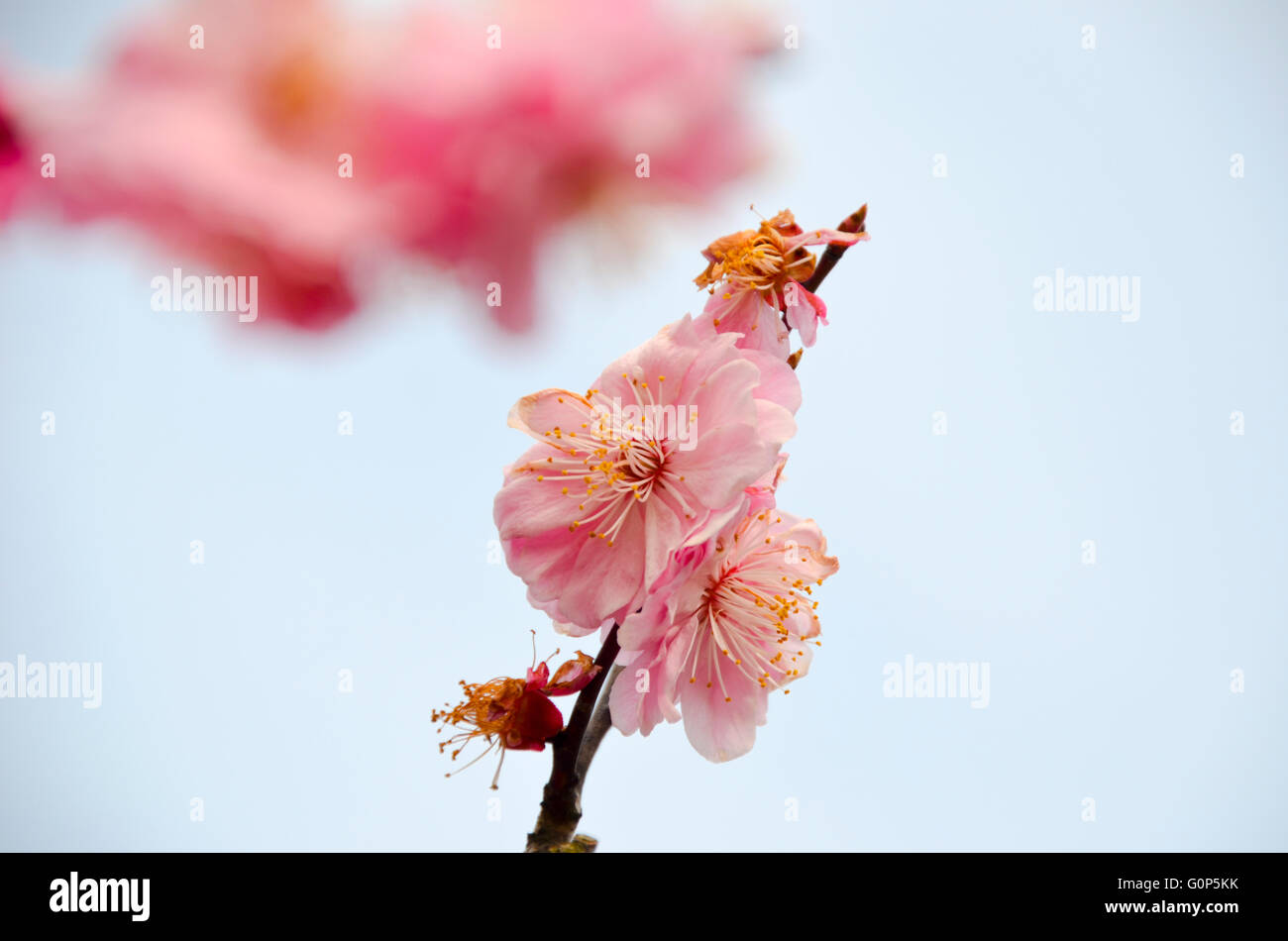 Close up of Cherry Blossoms in a Japanese Garden, Tokyo, Japan Stock ...