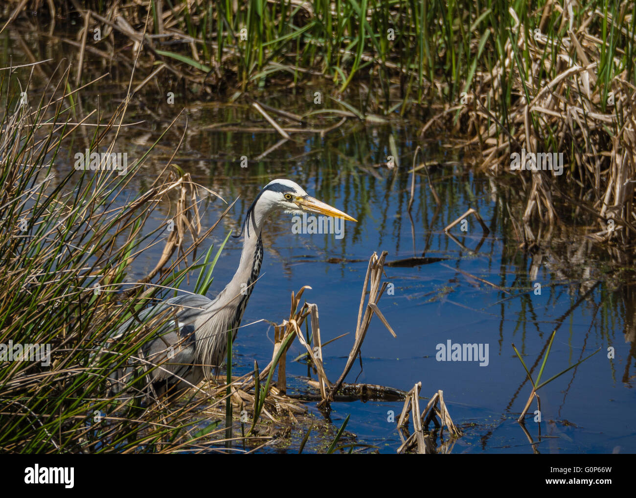 Grey Heron in the Somerset Levels RSPB Nature Reserve, UK Stock Photo