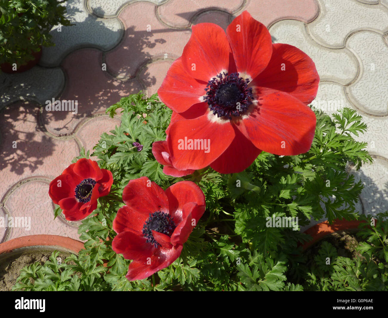 Anemone coronaria, Poppy anemone, cultivated herb with finely dissected leaves and terminal red flowers, petals with white base Stock Photo