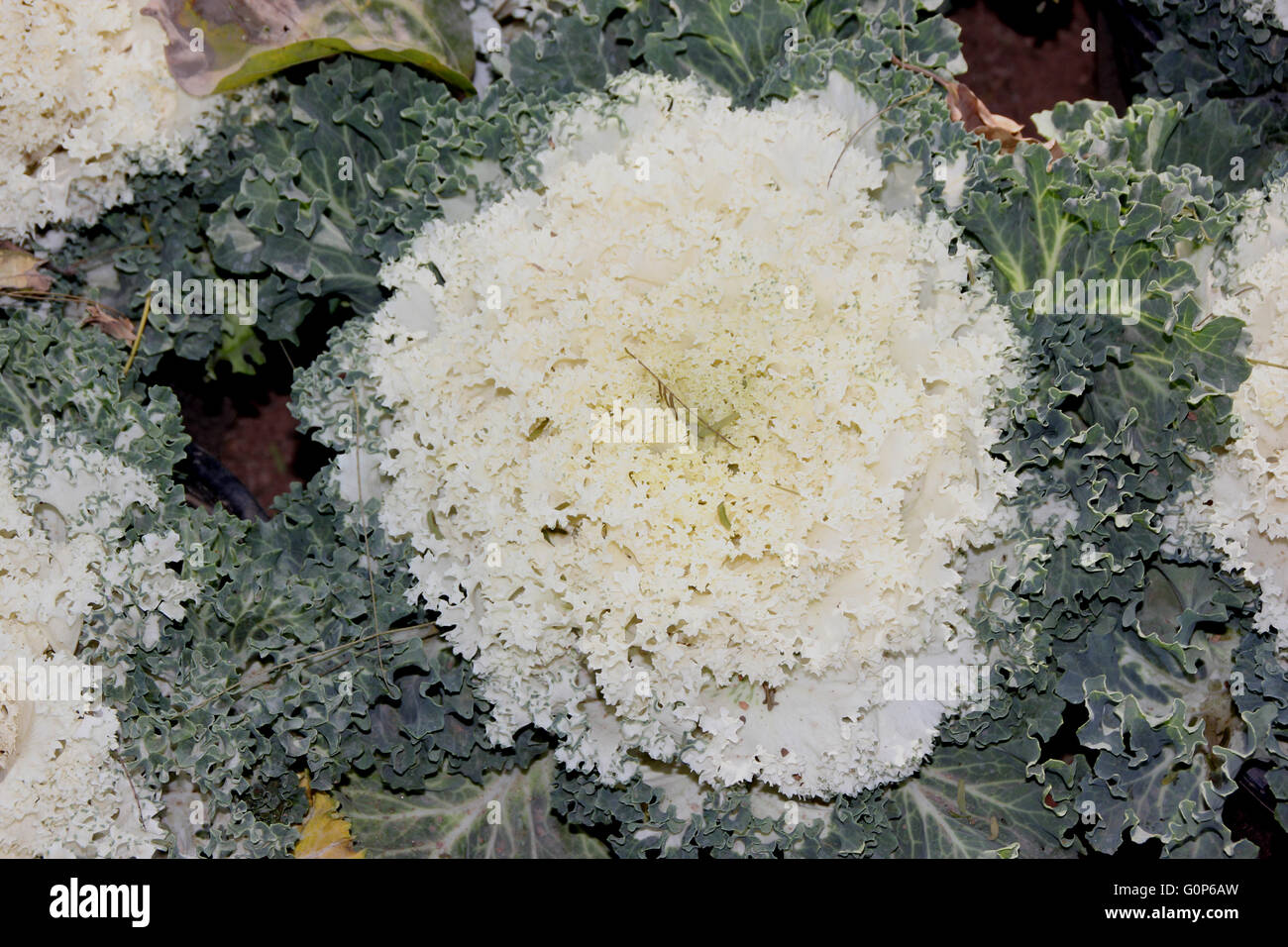 Ornamental kale, Brassica oleracea var. sabellica, ornamental herb with close head of variously coloured leaves, curly margin Stock Photo