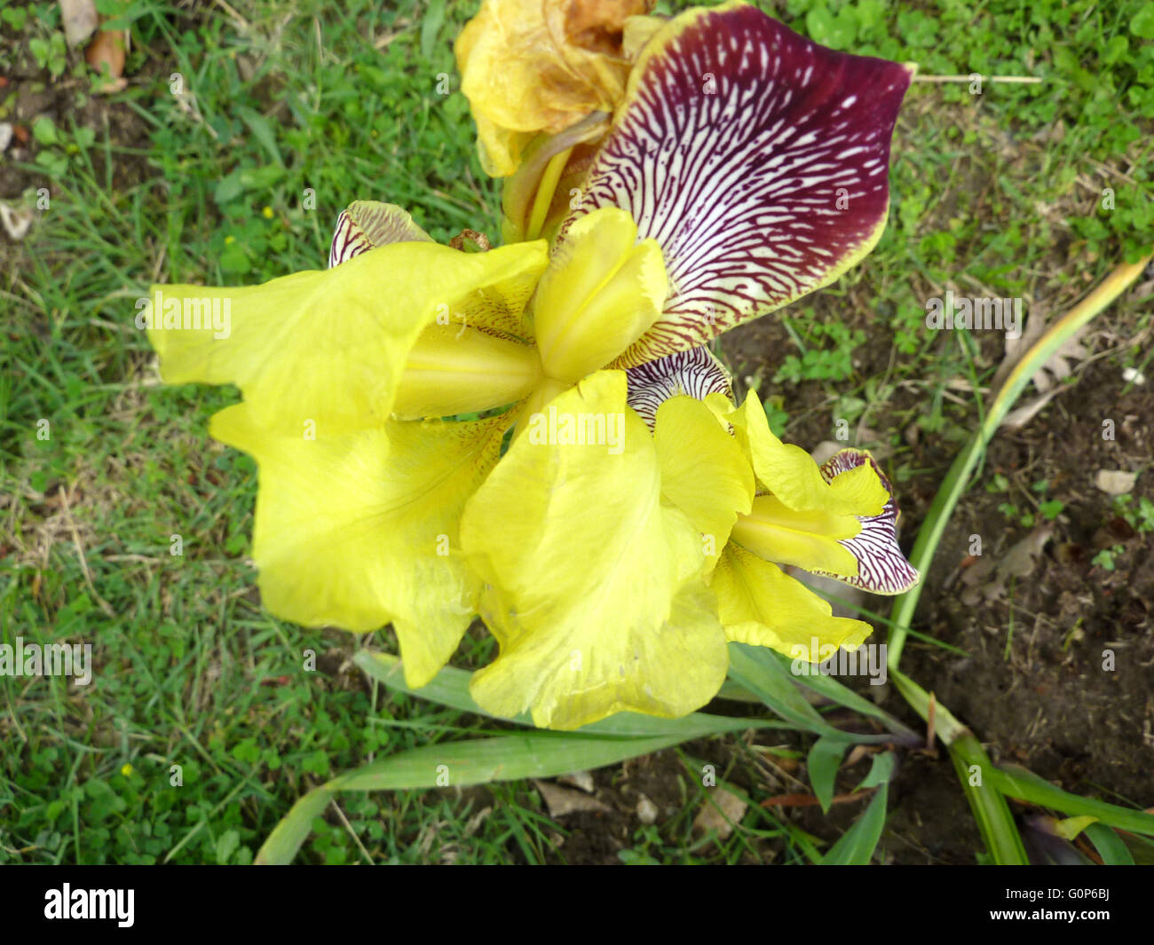 Iris variegata, Hungarian Iris, rhizomatous perennial herb, branched stems, slightly falcate ribbed leaves, yellow-white flower Stock Photo