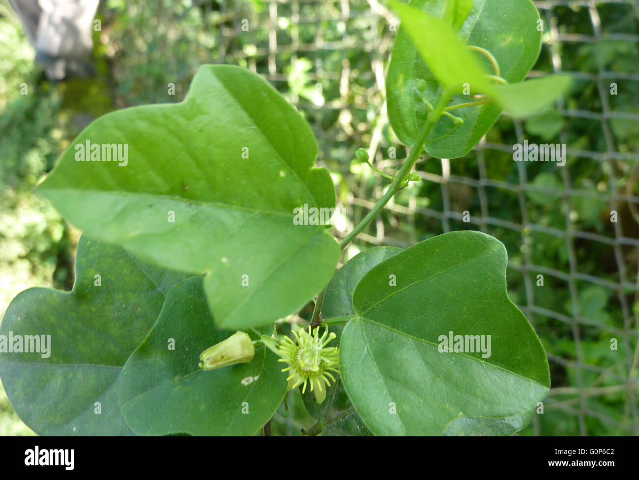 Passiflora suberosa,  corkystem passionflower, Herbaceous vine with three lobed leaves and small green flowers lacking petals Stock Photo