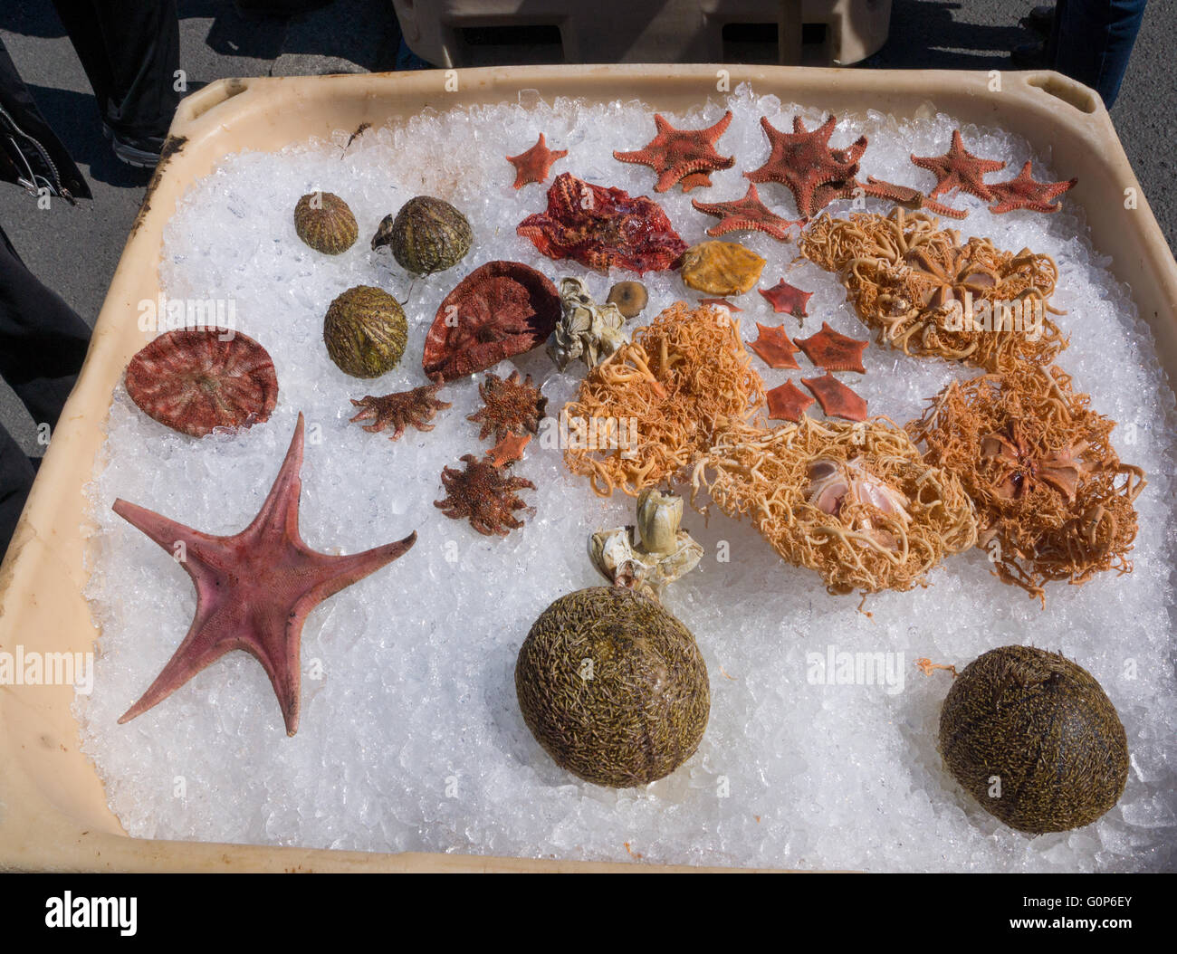 Fish Market with seafood and crustaceans on ice, Iceland Stock Photo