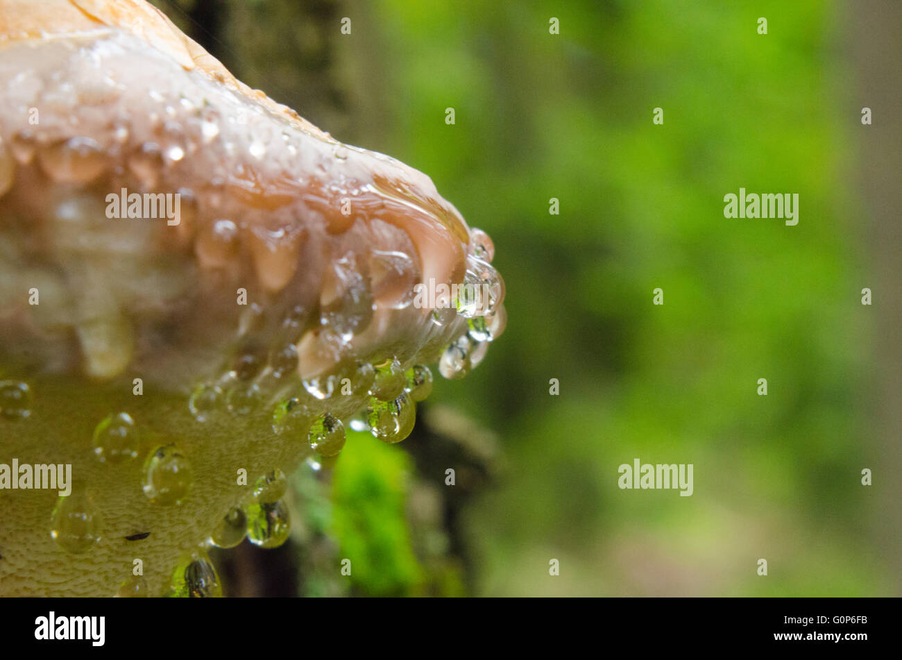 Water drops on a mushroom Stock Photo