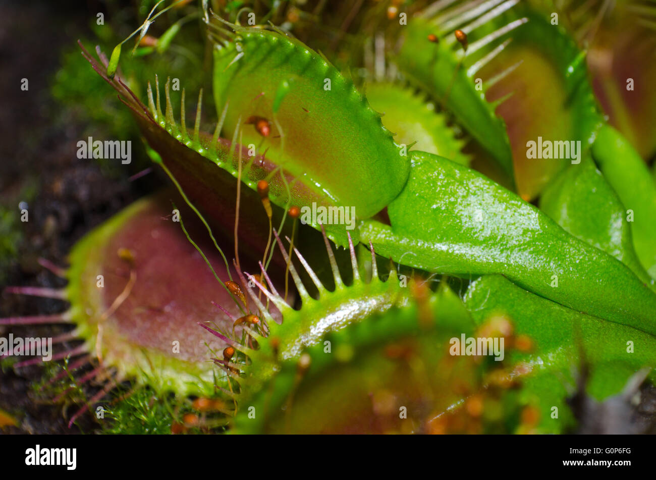 Close up of a Venus fly trap Stock Photo