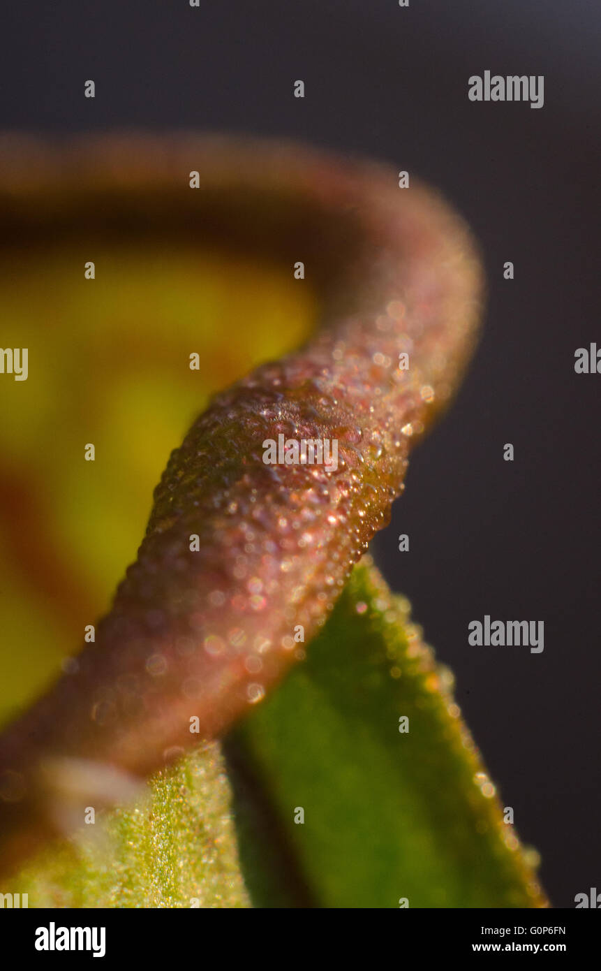 Close up of the rim of a Carnivorous Plant Stock Photo
