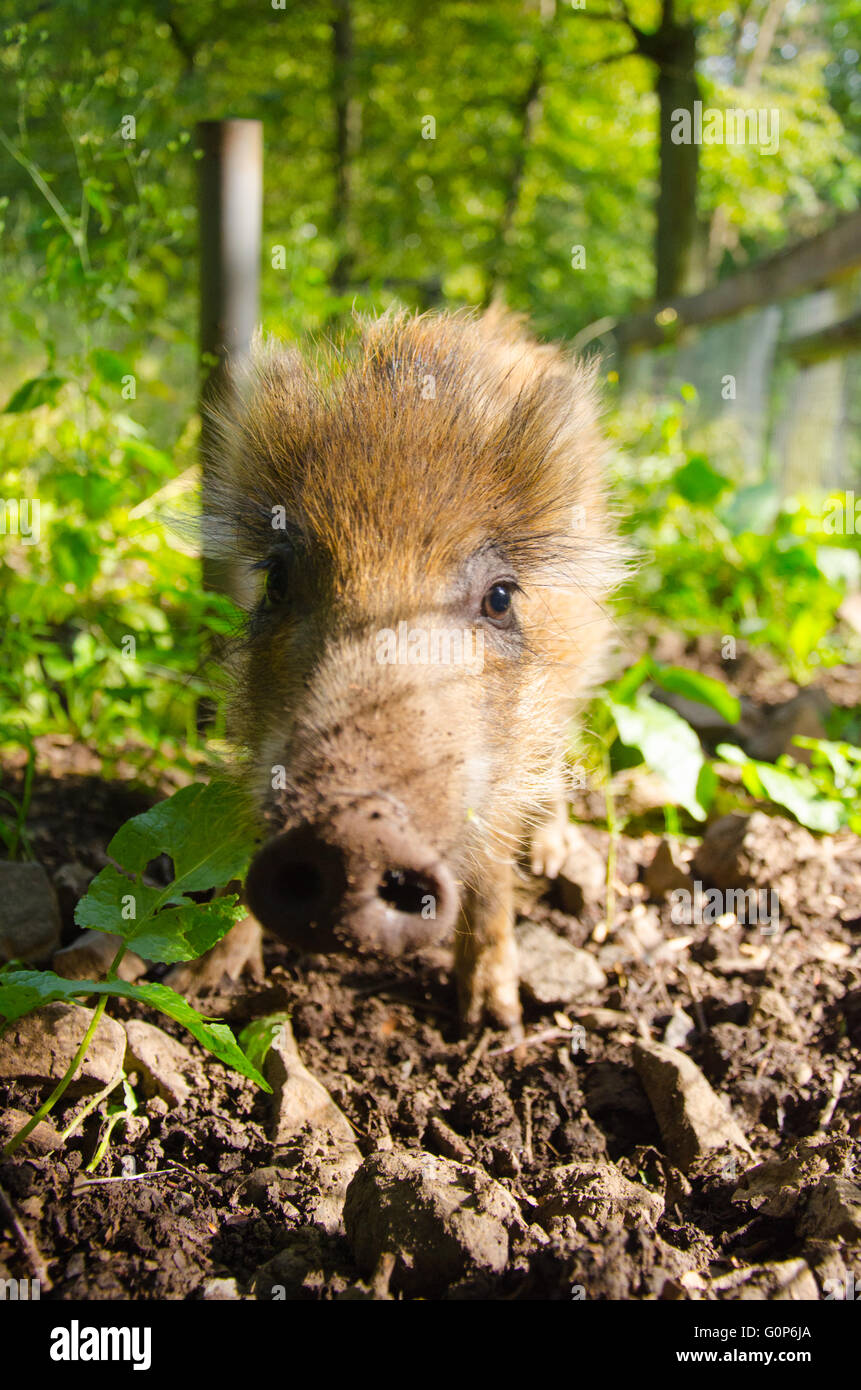 Facial close-up of a baby wild hog. Stock Photo