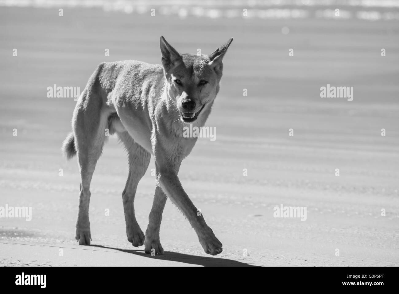 The dingo is a wild dog found in Australia Stock Photo