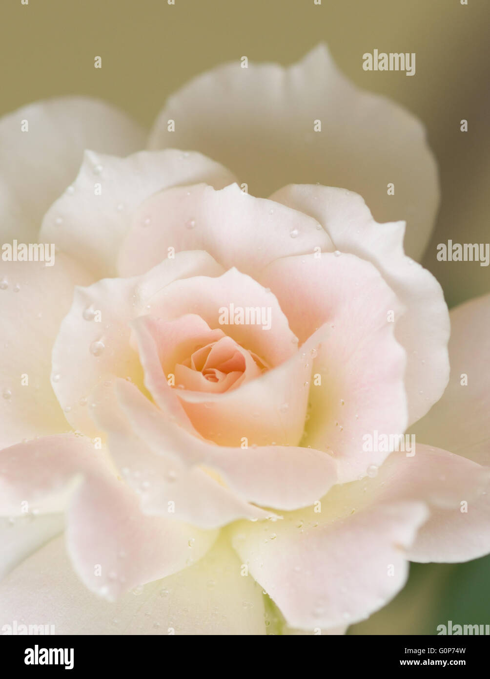 Close up of pale pink rose with water droplets Stock Photo - Alamy