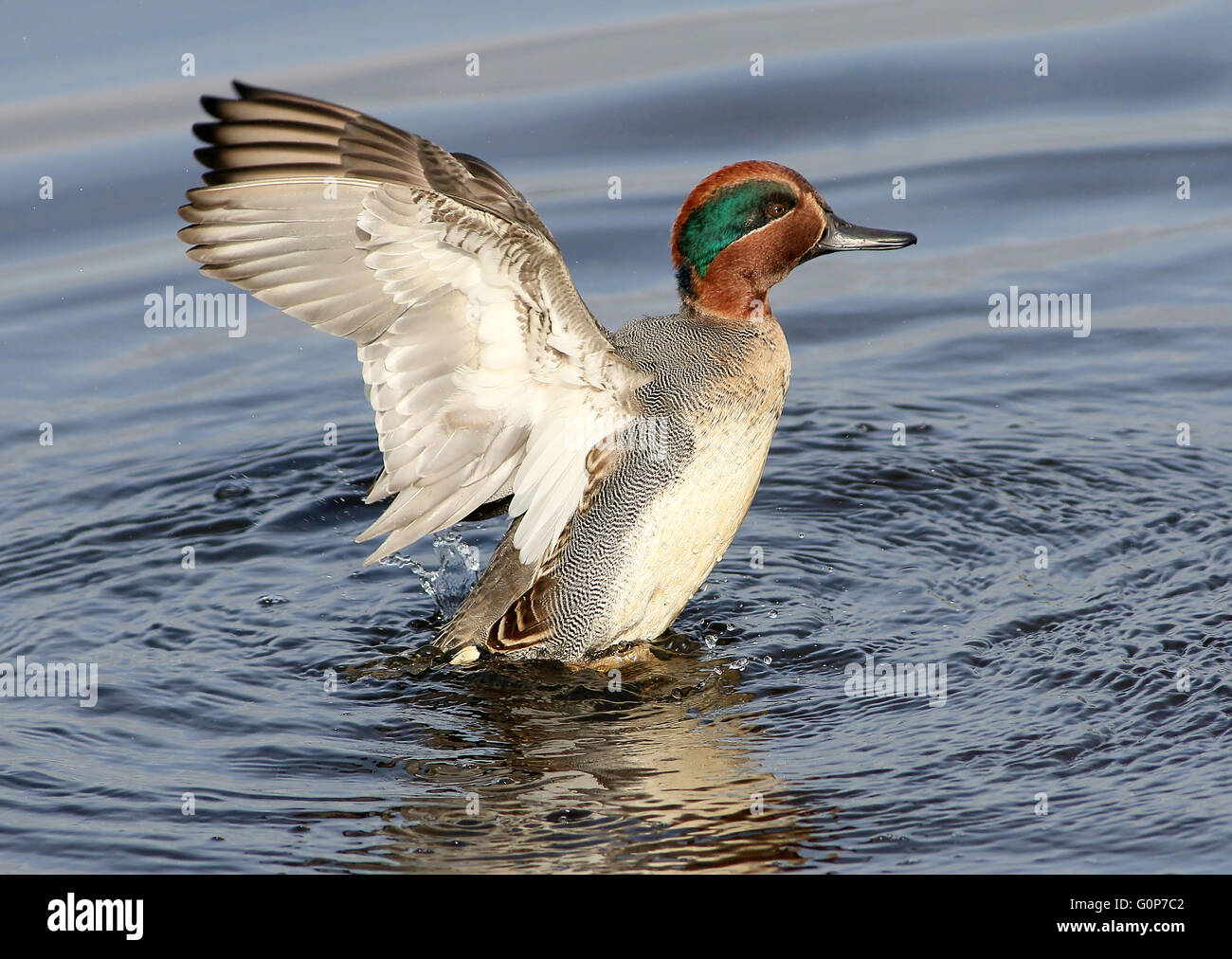 Mature male Eurasian Teal (Anas crecca) flapping his wings Stock Photo
