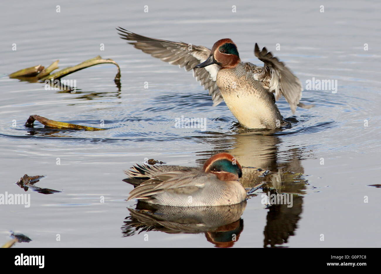 Mature male Eurasian Teal (Anas crecca) flapping his wings, another in the foreground (not in focus) Stock Photo