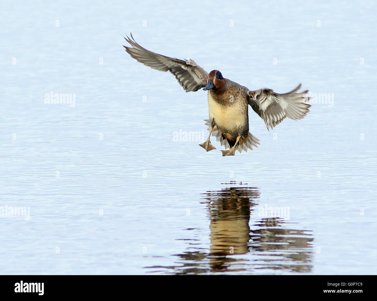 Mature male Eurasian Teal (Anas crecca) touching down in a lake Stock Photo