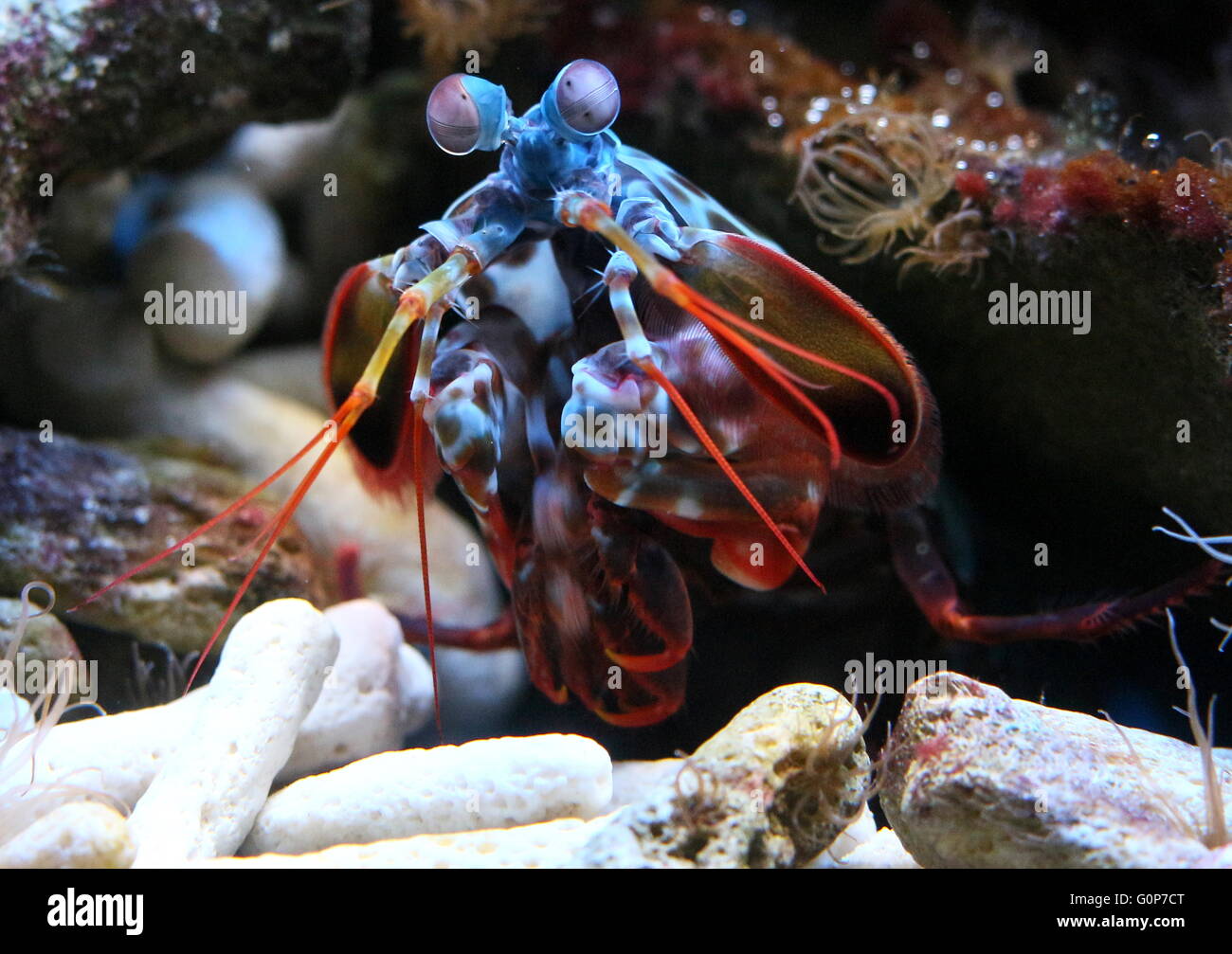 Kaleidoscopic Peacock or Harlequin Mantis Shrimp (Odontodactylus scyllarus), Indo-Pacific Ocean, from Guam to East Africa Stock Photo