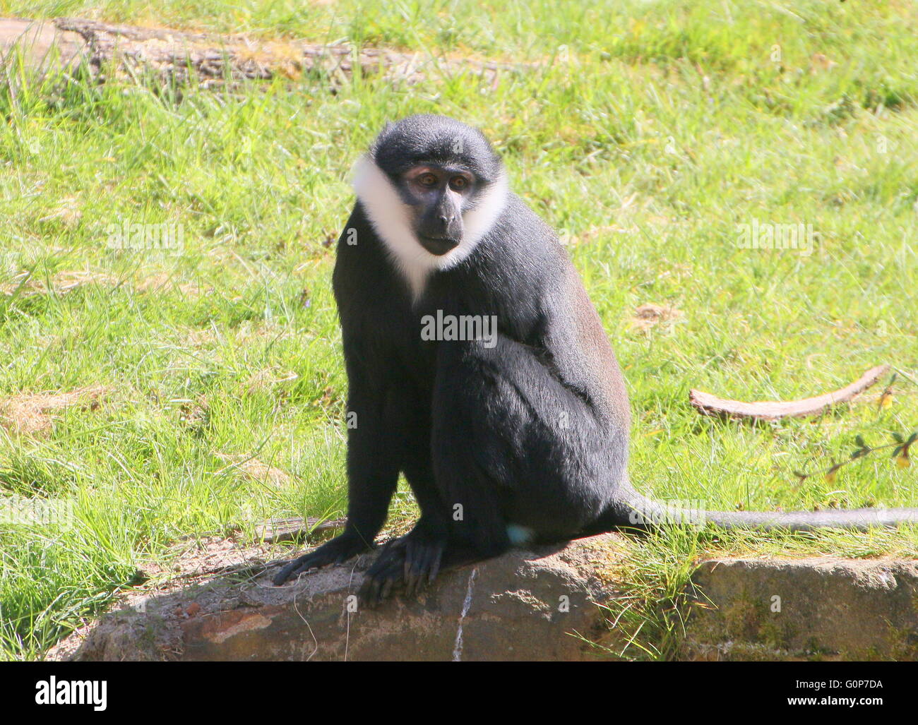 Central African L'Hoest's monkey (Cercopithecus lhoesti) sitting on a rock Stock Photo