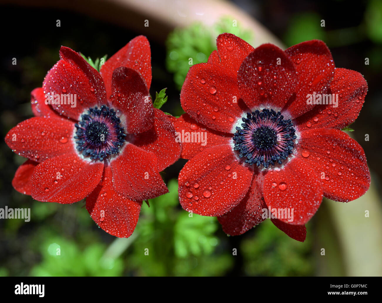 Red flowers with raindrops. Stock Photo