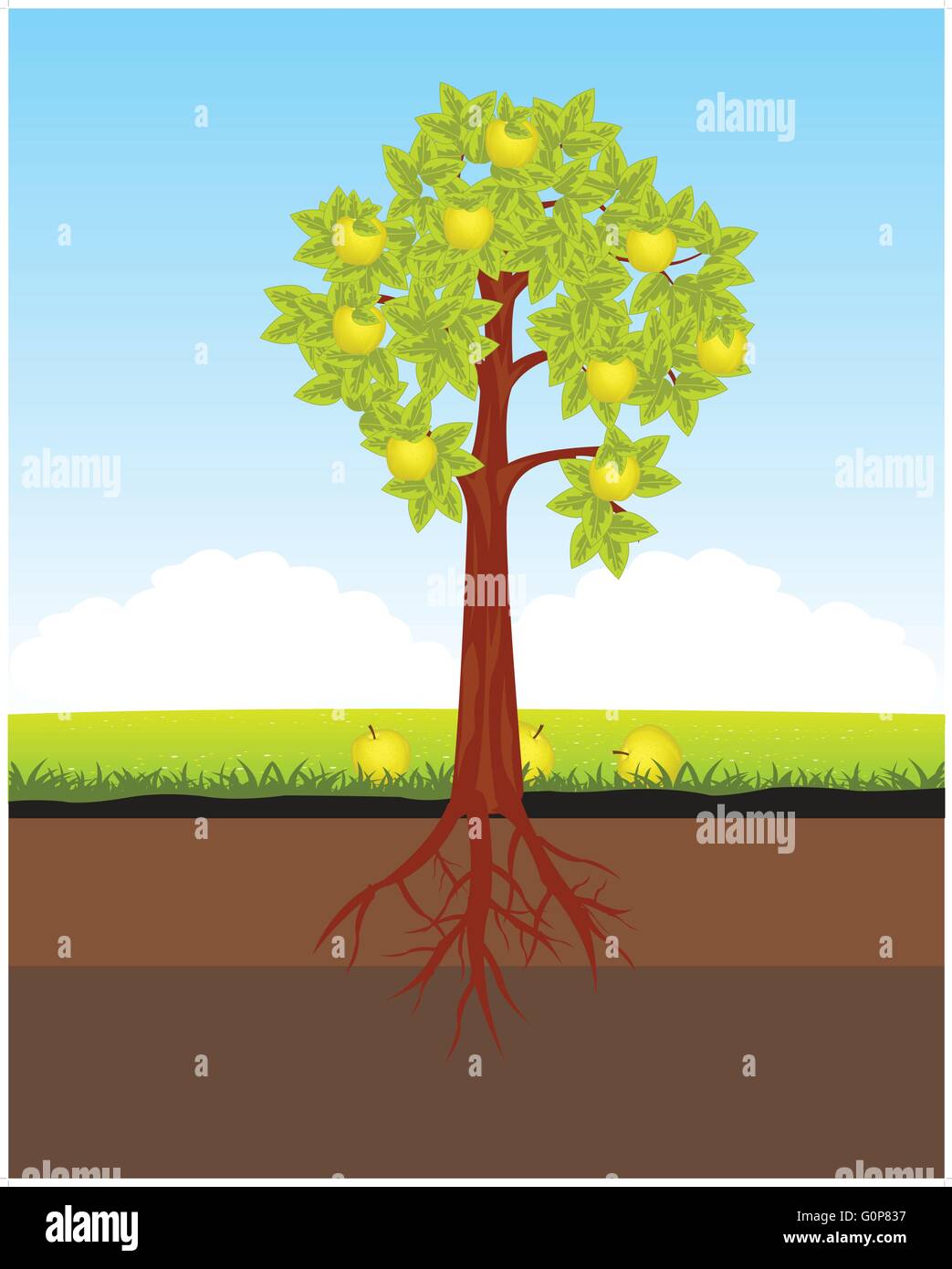 Tree Root Illustration High Resolution Stock Photography and Images - Alamy