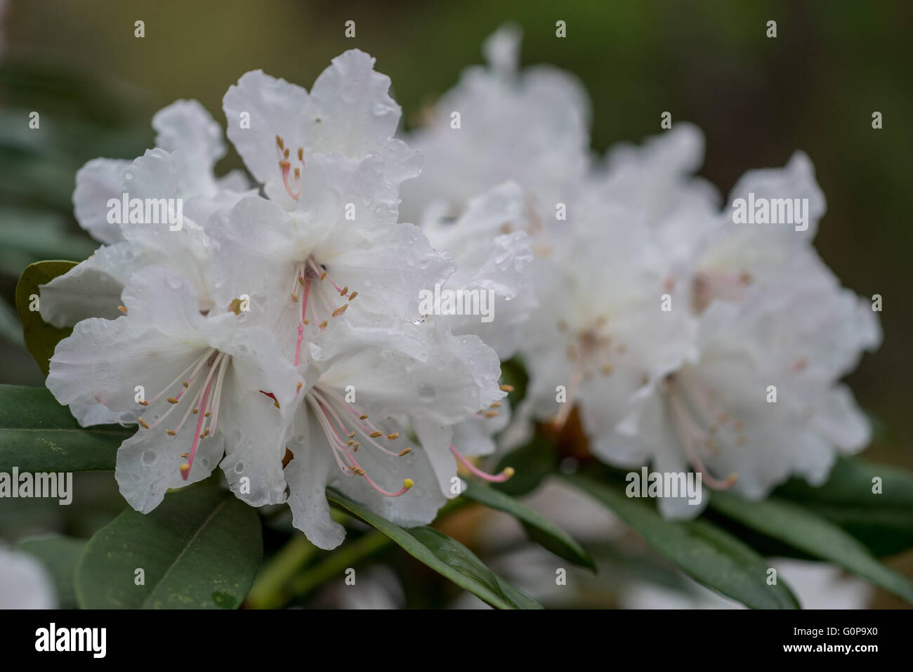 White rhododendron blossom closeup Stock Photo - Alamy