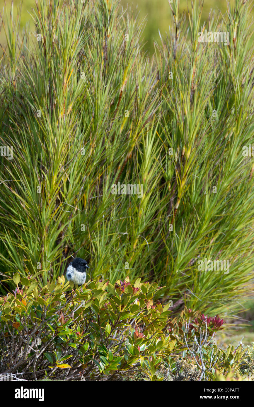New Zealand, Auckland Islands, uninhabited archipelago in the south Pacific Ocean, Enderby Island. Australasian Robin. Stock Photo