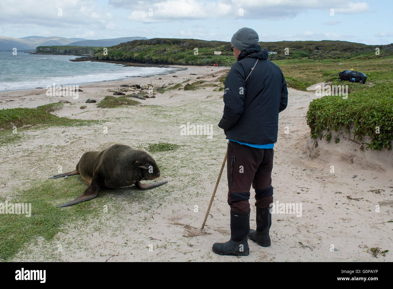 New Zealand, Auckland Islands, Enderby Island. Male New Zealand sea lion (Phocarctos hookeri) aka Hooker's sea lion or whakahao Stock Photo