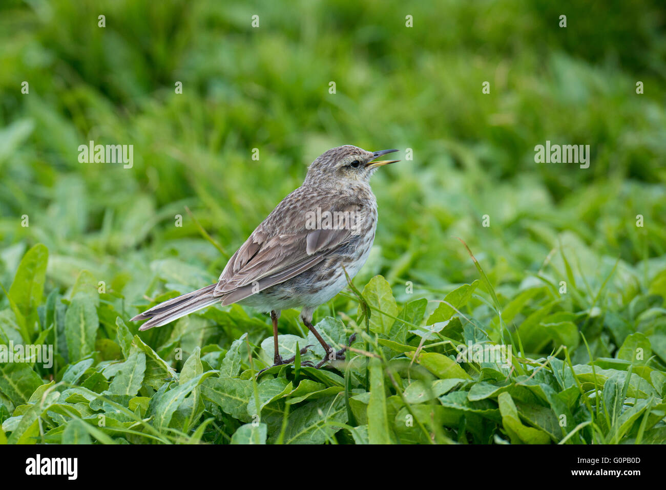 New Zealand, Auckland Islands, uninhabited archipelago in the south