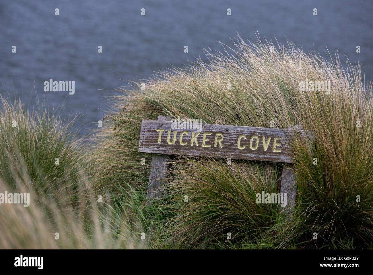 New Zealand, Campbell Island aka Moto Ihupuku, a subantarctic island. Tucker Cove sign in tall tussac grass. Stock Photo