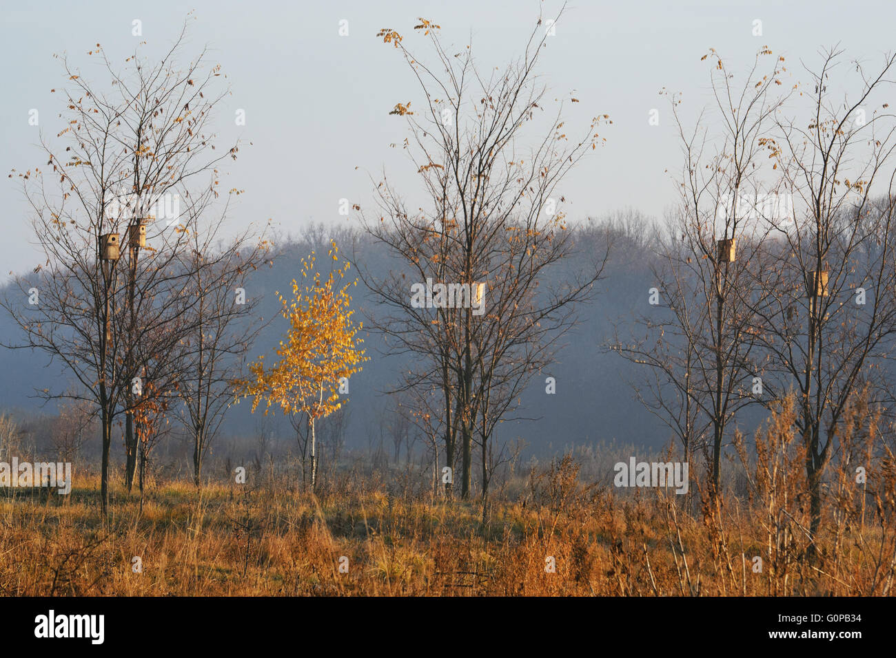 lonely birch in the morning sun autumn morning Stock Photo