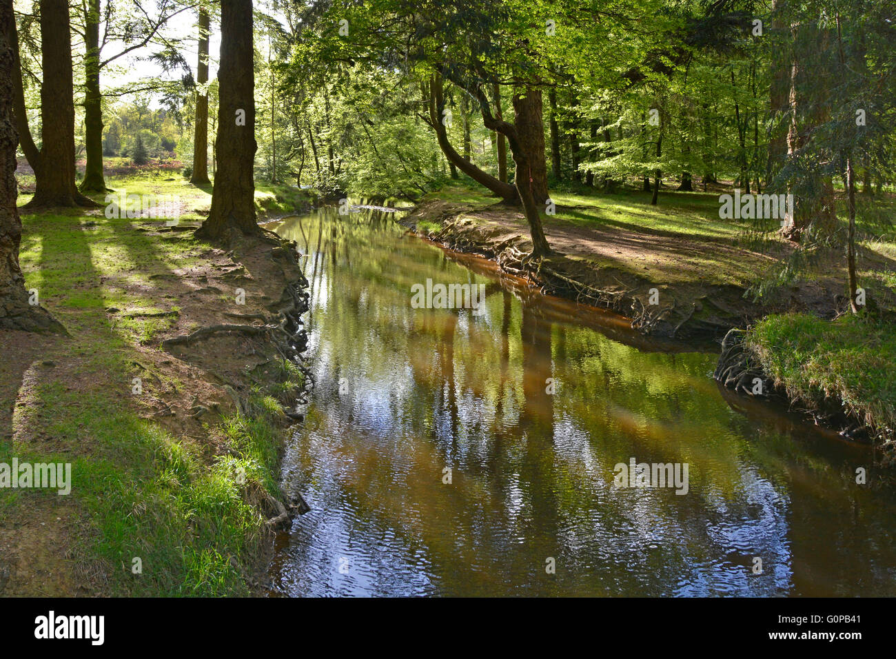 New Forest Hampshire England UK stream and springtime shady woodland