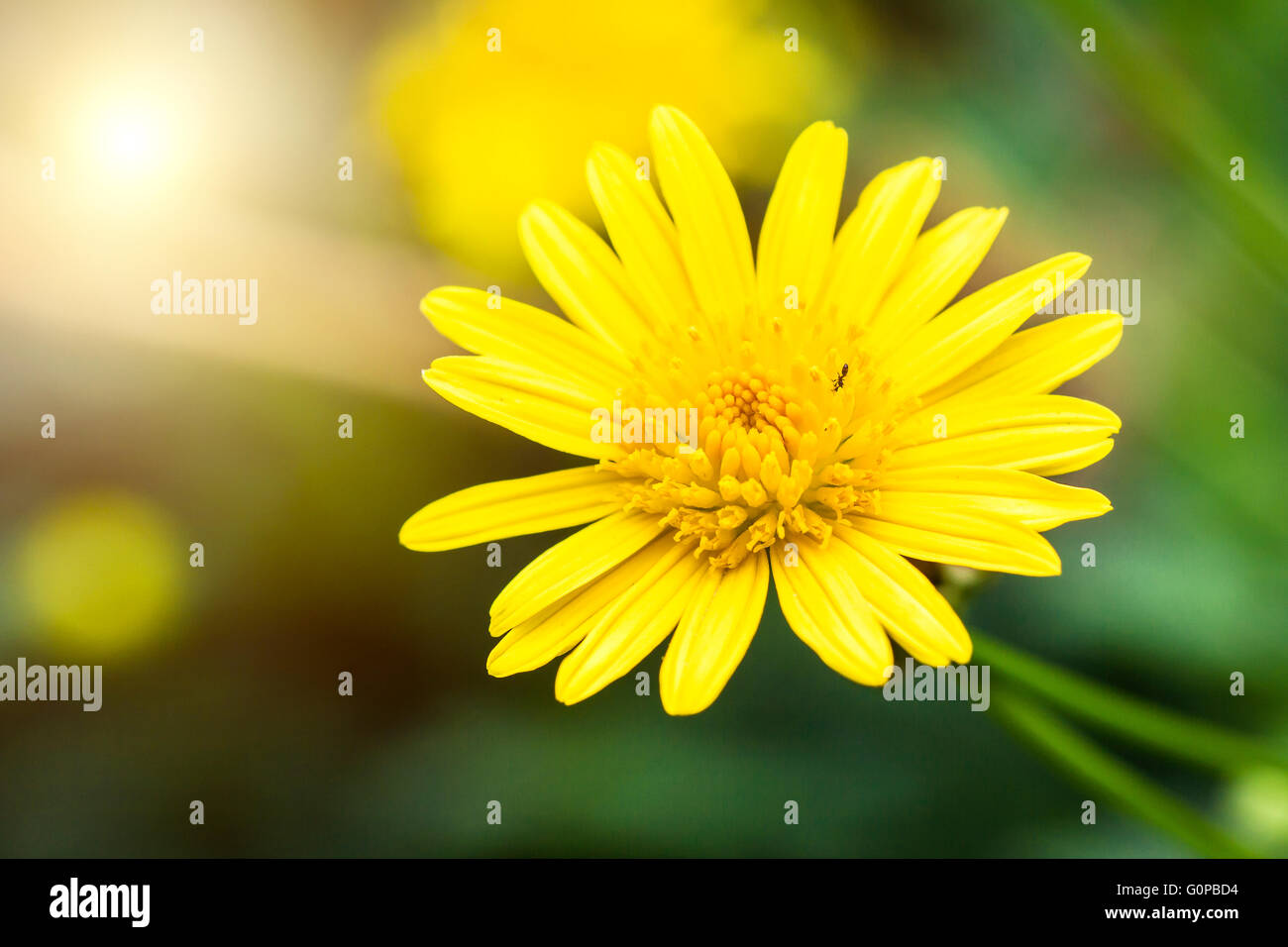 Beautiful chrysanthemum under the sun Stock Photo Alamy