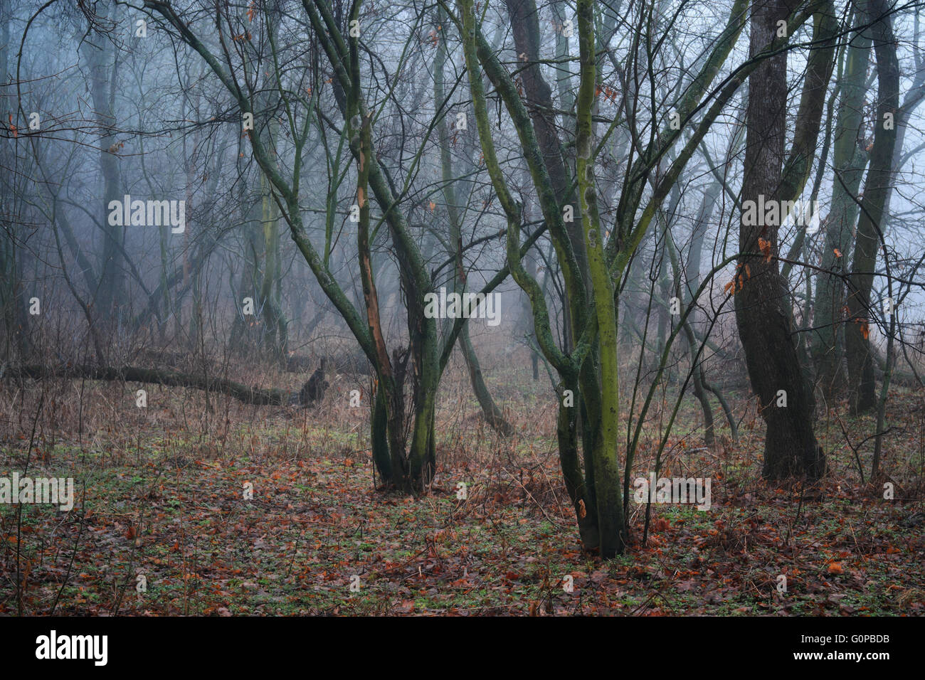 Mystic foggy forest road hi-res stock photography and images - Alamy