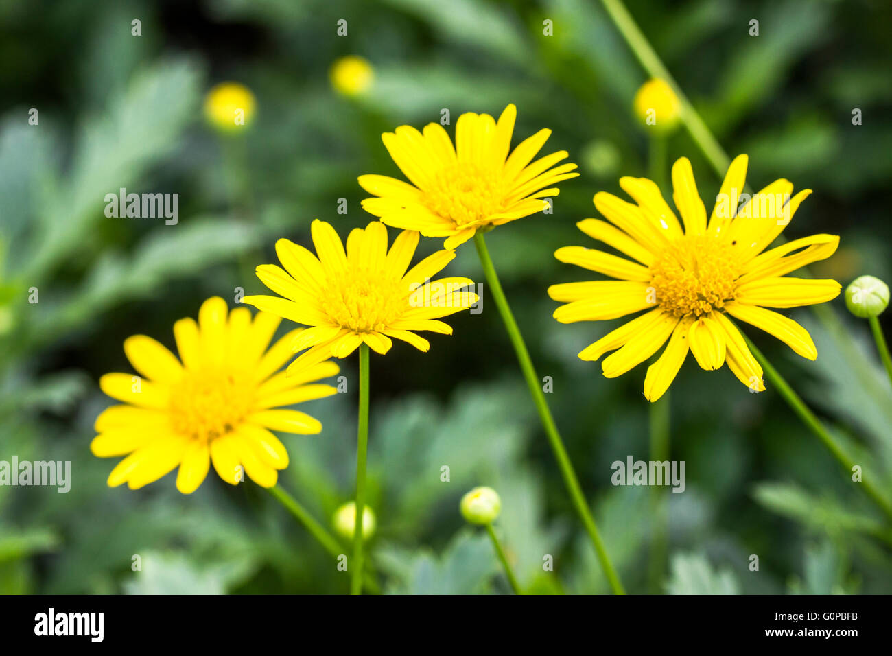 Chrysanthemum in park hires stock photography and images Alamy